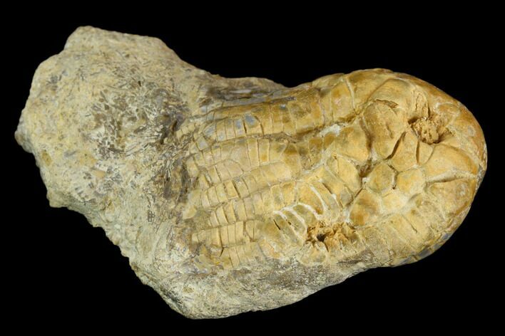 Fossil Crinoid (Zeacrinites) - Alabama #122392